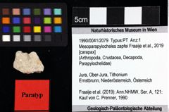 Foto (Objket + Etiketten) von Mesoparapylocheles zapfei (Fraaije et al., 2019) 